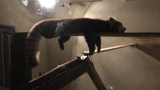 【鹿児島】夜の平川動物公園でライトに照らされて光る動物たちを見てきた【NIGHT ZOO】