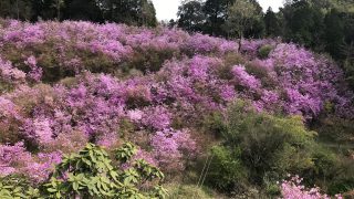 【満腹になりたかったらココ】さつま町で飛び込みで入ったそば喜が満足度が非常に高かったよ【岩つつじもあるよ】